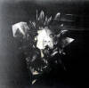Living Things Living Things